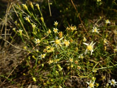 Gutierrezia gilliesii, photographed by Guillermo Debandi