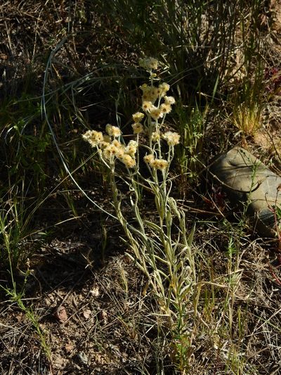 Pseudognaphalium gaudichaudianum, photographed by Guillermo Debandi