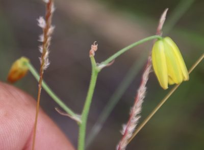 Albuca shawii, photographed by Tony Rebelo
