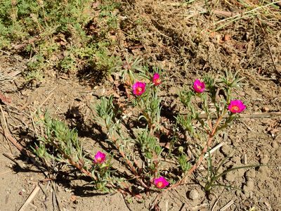 Portulaca confertifolia, photographed by Guillermo Debandi