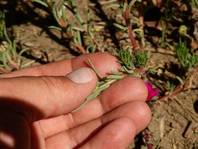 Portulaca confertifolia, photographed by Guillermo Debandi