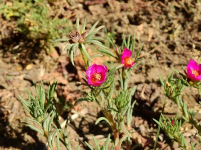 Portulaca confertifolia, photographed by Guillermo Debandi