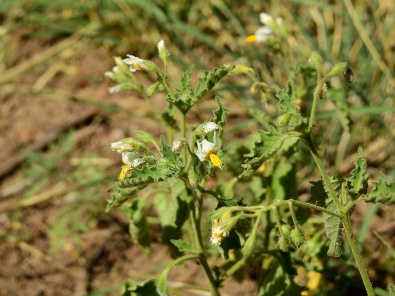 Solanum tweedieanum, photographed by Guillermo Debandi