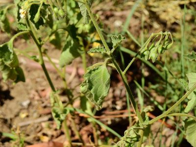 Solanum tweedieanum, photographed by Guillermo Debandi