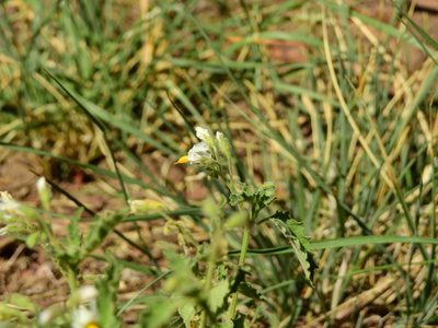Solanum tweedieanum, photographed by Guillermo Debandi