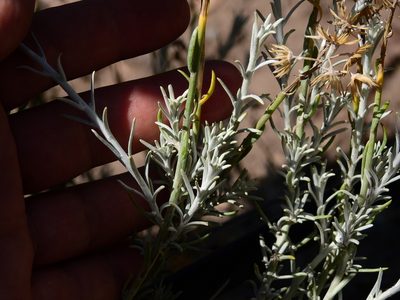 Senecio filaginoides, photographed by Guillermo Debandi