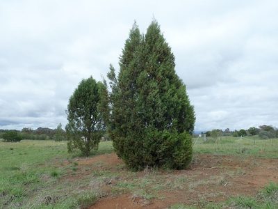 Callitris endlicheri, photographed by coenobita