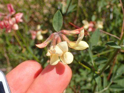 Acmispon grandiflorus, photographed by George Williams