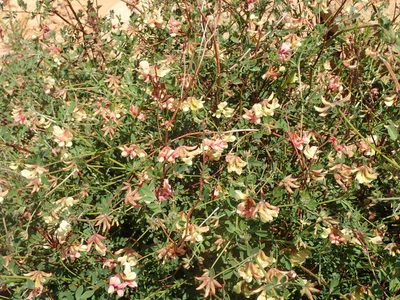 Acmispon grandiflorus, photographed by George Williams