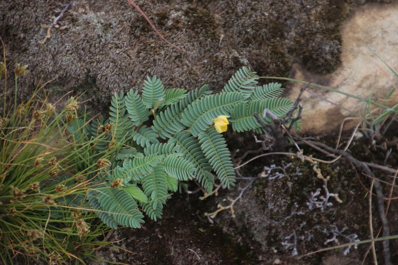 Chamaecrista biensis, photographed by Tony Rebelo