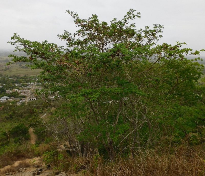 Pterocarpus acapulcensis, photographed by Álvaro Rivas Godin