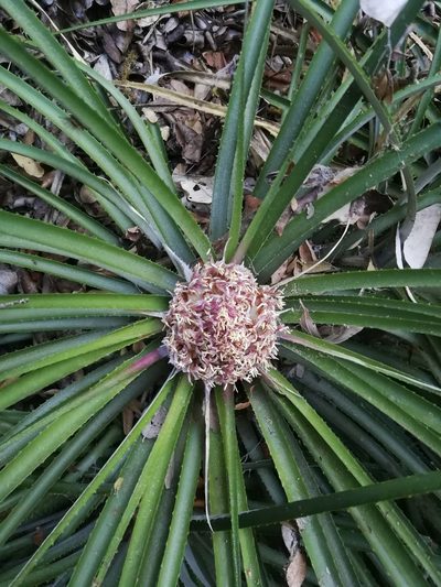 Ochagavia carnea, photographed by Matias Adolfo González Tobar