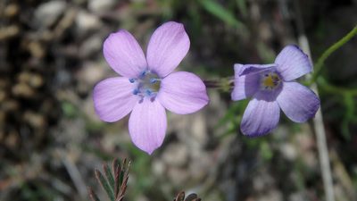 Gilia flavocincta, photographed by marek
