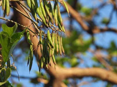 Erythrina poeppigiana, photographed by fede2cr