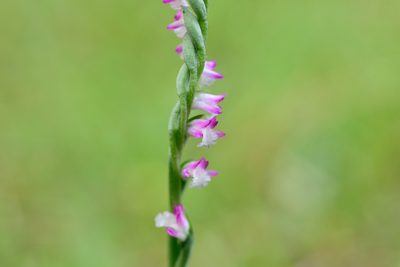 Spiranthes sinensis, photographed by 國立臺灣博物館