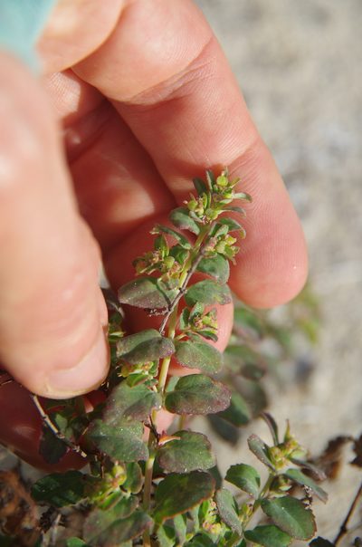 Euphorbia cozumelensis, photographed by Eric Knight