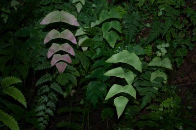 Adiantum macrophyllum, photographed by Ryan McMinds