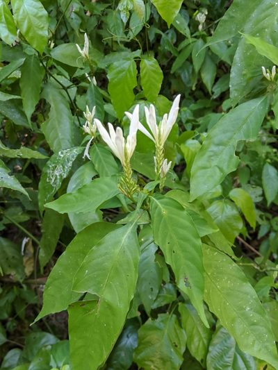 Justicia urophylla, photographed by Ben Keen