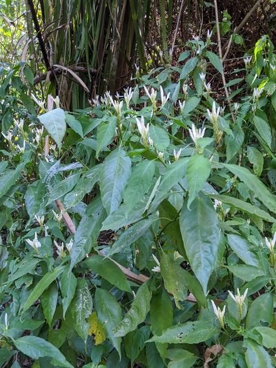 Justicia urophylla, photographed by Ben Keen