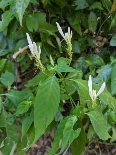 Justicia urophylla, photographed by Ben Keen