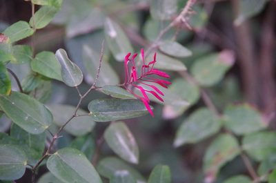 Bauhinia jenningsii, photographed by Eric Knight