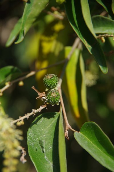Croton arboreus, photographed by Eric Knight