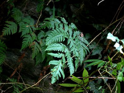 Tectaria coadunata, photographed by Jacy Chen