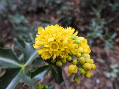Berberis eutriphylla, photographed by Leticia Jiménez Hernández