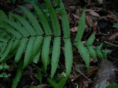 Christella jaculosa, photographed by Jacy Chen