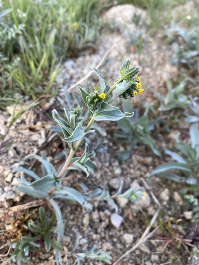 Amsinckia vernicosa, photographed by Matt Berger