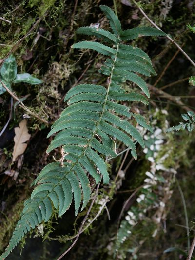 Dryopteris cycadina, photographed by Jacy Chen