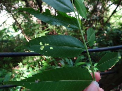 Eurycorymbus cavaleriei, photographed by 呂一起(Lyu yi-chi)