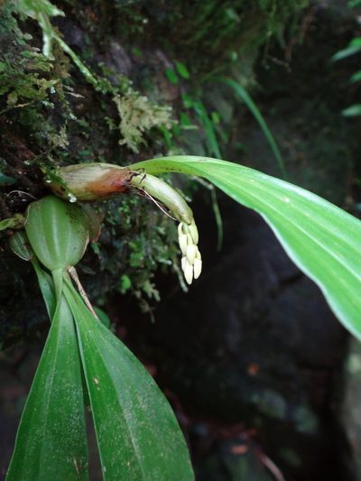 Eria scabrilinguis, photographed by 呂一起(Lyu yi-chi)
