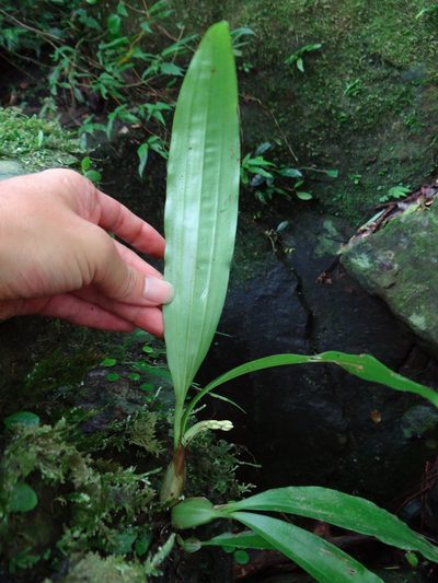 Eria scabrilinguis, photographed by 呂一起(Lyu yi-chi)