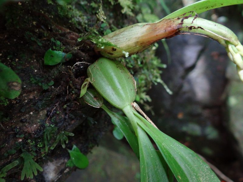 Eria scabrilinguis, photographed by 呂一起(Lyu yi-chi)