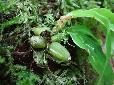 Eria scabrilinguis, photographed by 呂一起(Lyu yi-chi)