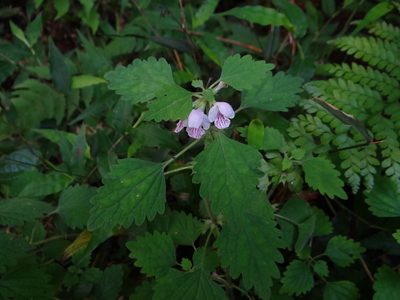 Matsumurella tuberifera, photographed by 呂一起(Lyu yi-chi)