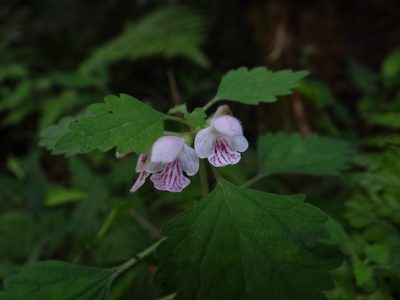 Matsumurella tuberifera, photographed by 呂一起(Lyu yi-chi)