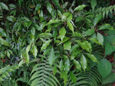 Cinnamomum philippinense, photographed by 呂一起(Lyu yi-chi)