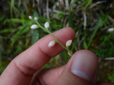 Aletris spicata, photographed by 呂一起(Lyu yi-chi)