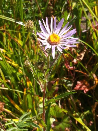 Symphyotrichum foliaceum, photographed by Rolando