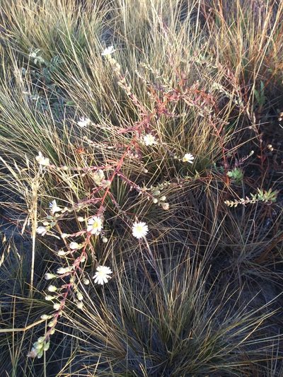 Symphyotrichum hallii, photographed by Rolando