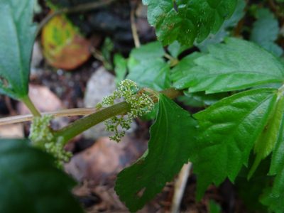 Pilea angulata, photographed by 呂一起(Lyu yi-chi)