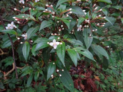 Bredia oldhamii, photographed by 呂一起(Lyu yi-chi)
