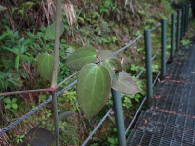 Clematis uncinata, photographed by 呂一起(Lyu yi-chi)