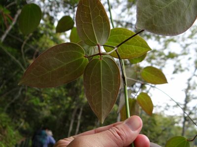Clematis uncinata, photographed by 呂一起(Lyu yi-chi)