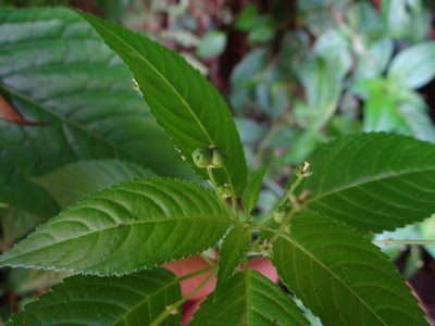 Mercurialis leiocarpa, photographed by 呂一起(Lyu yi-chi)