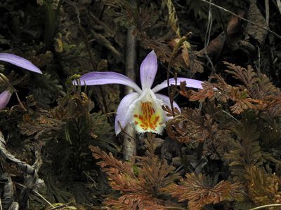 Pleione formosana, photographed by Jacy Chen