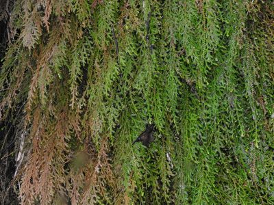 Selaginella labordei, photographed by Jacy Chen