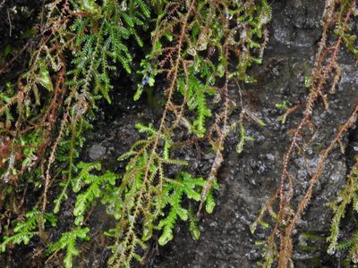 Selaginella labordei, photographed by Jacy Chen